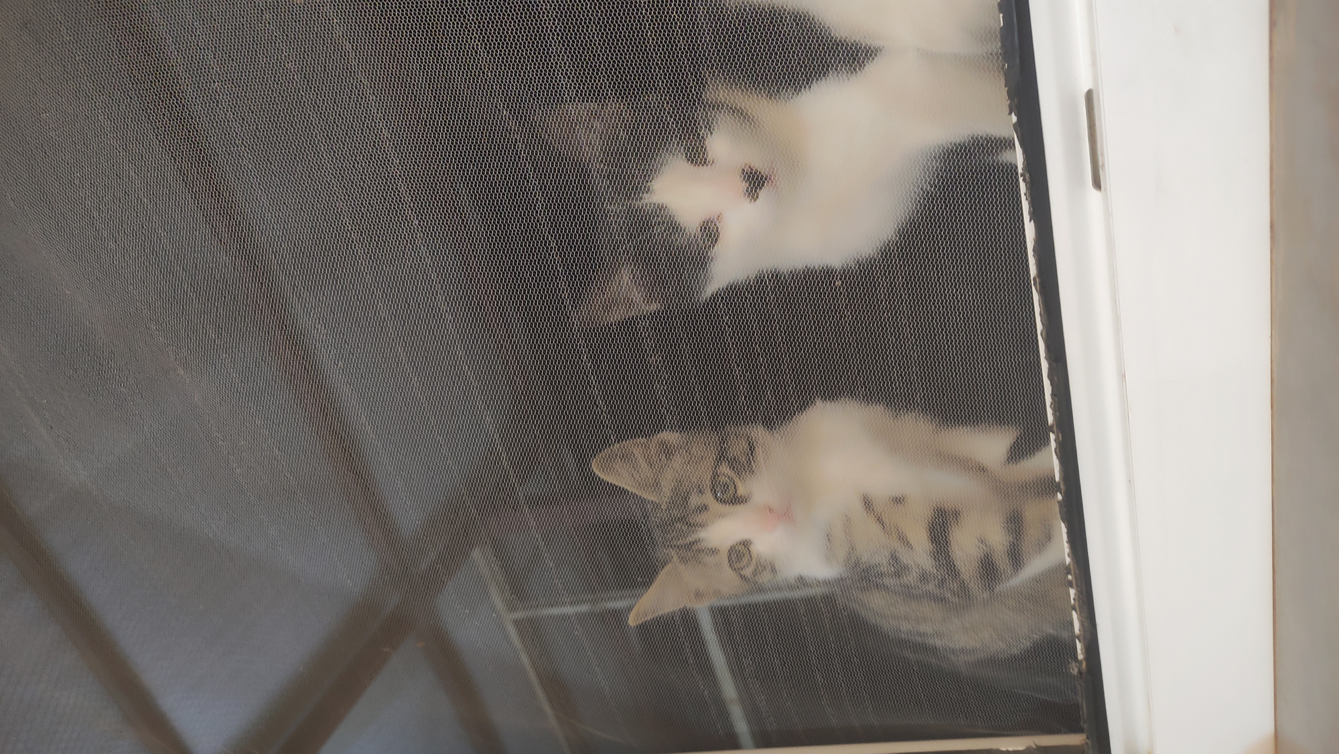 متاسفانه عکس ندارم، پس گربه کوچولوهای خونه خالم رو نگاه کنید:)