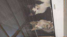 وقتی از تنش بیزاری و همیشه بیخ گوشِته