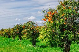 ۵ دلیل علمی برای اینکه همین امروز از گوگرد در زمین‌تان استفاده کنید