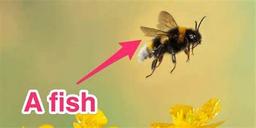 عقلانیت آمریکایی: زنبور نوعی ماهی است!