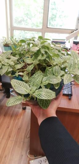 ارادتی بنما تا سعادتی ببری