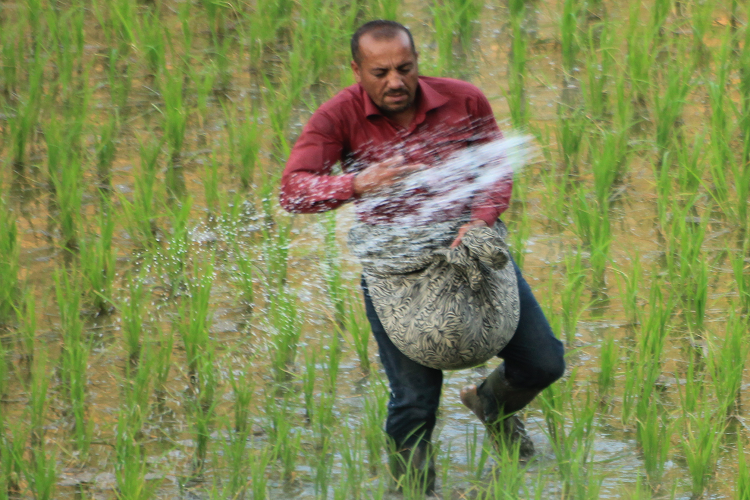 کودپاشی