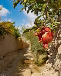 درختی که  رویامیدهد.....