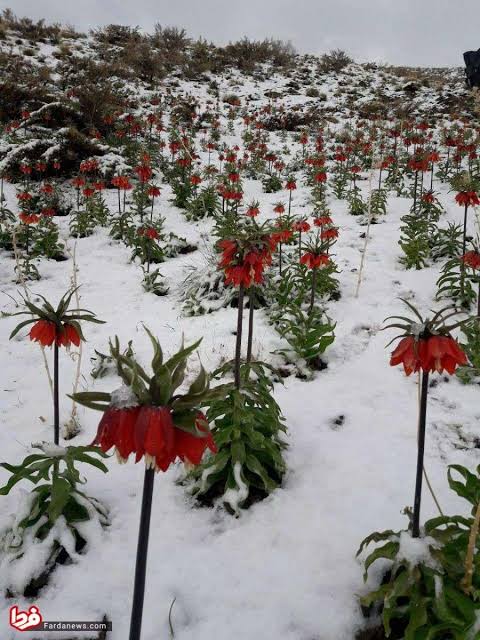 9شقایق واژگون درودفرامان