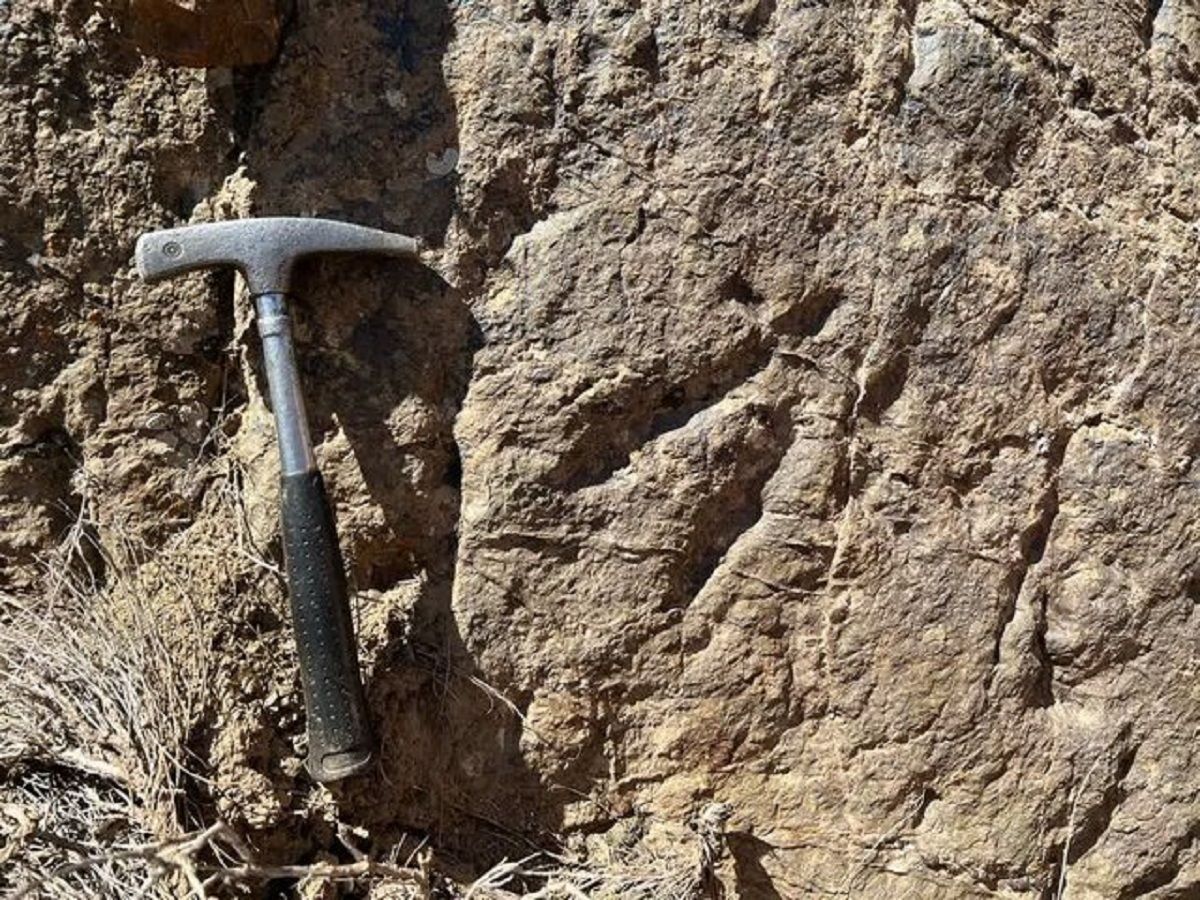 ردپای تازه کشف شده یک تروپاد