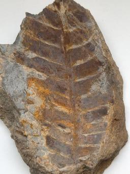 لیست گونه های فسیل گیاه کشف شده از ۲۰۰ میلیون سال پیش