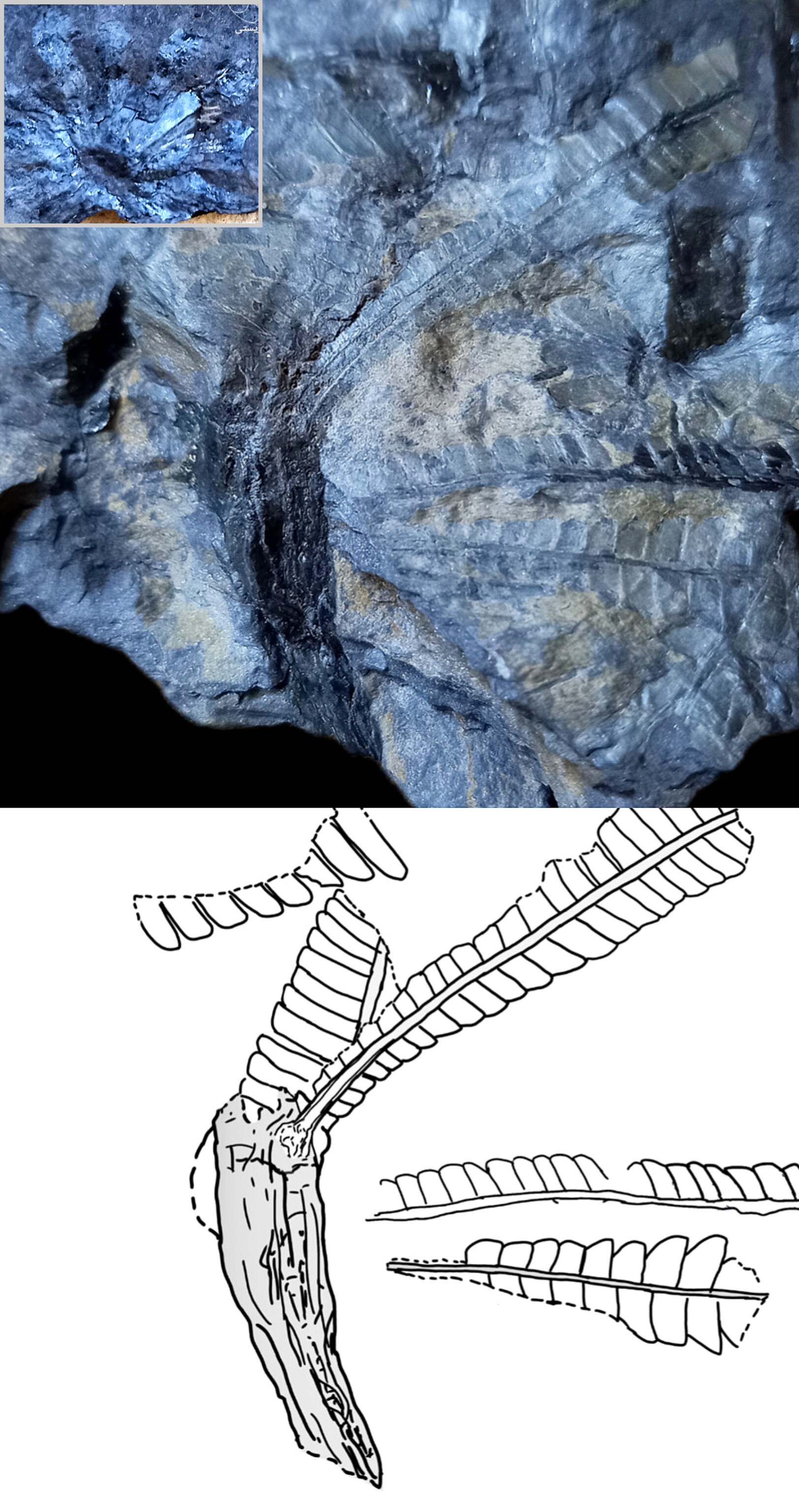 تصویر ۲ فسیل مورد بحث و طرح شماتیک آن