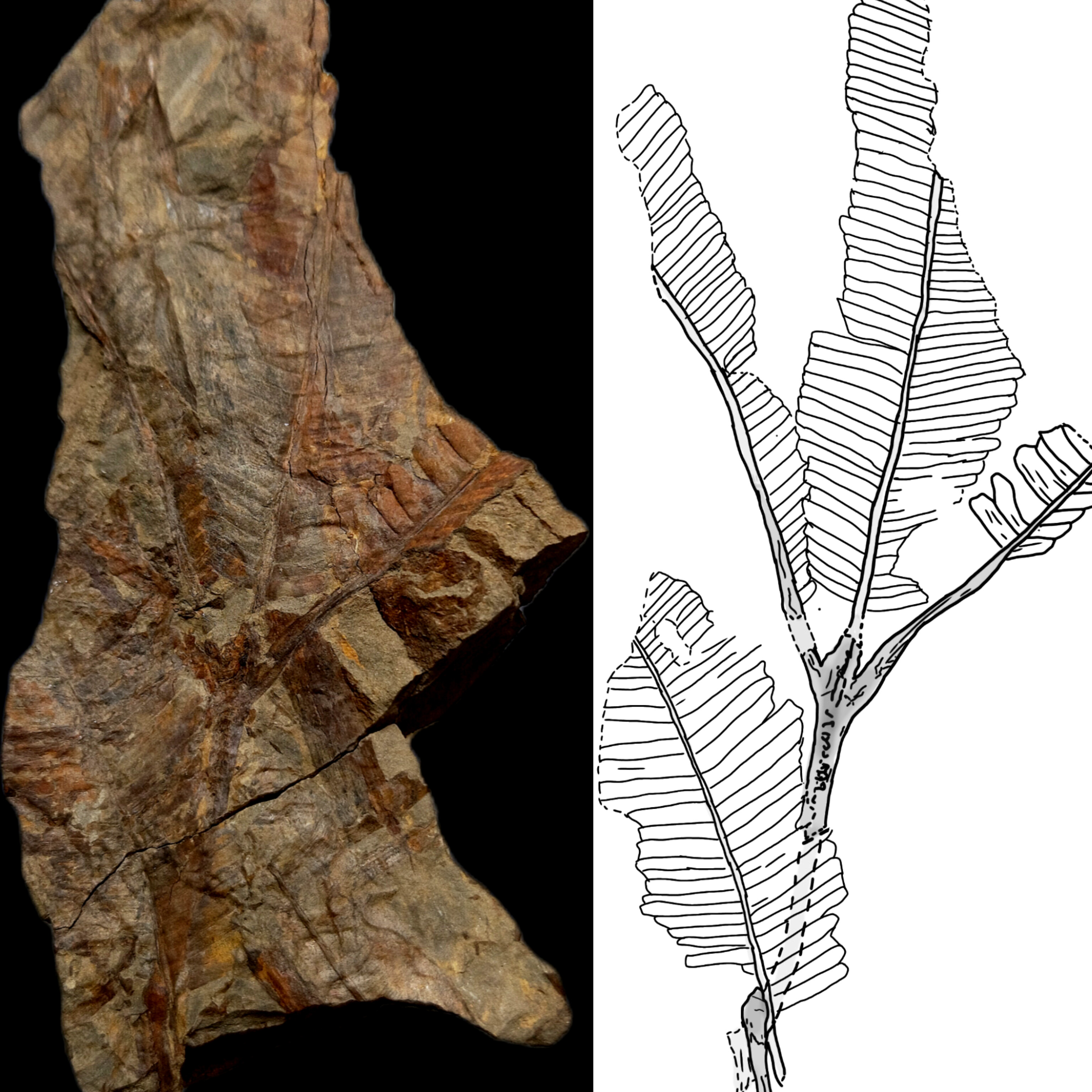 تصویر ۱ فسیل مورد بحث و طرح شماتیک آن