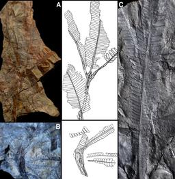 کشف فسیل برگ پتروفیلیوم متصل به شاخه برای نخستین بار در جهان