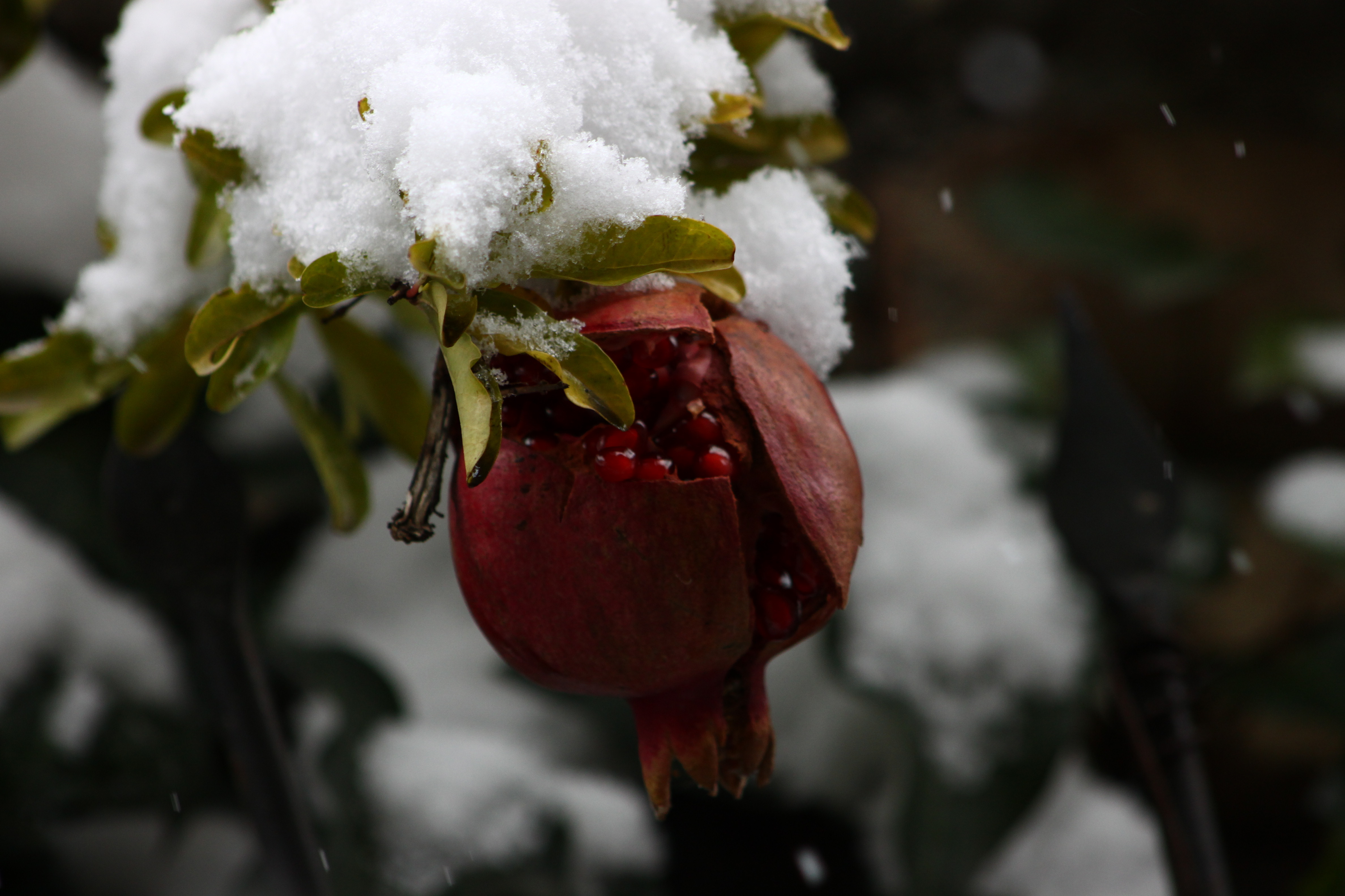 زمستون و یه برف سنگین برای خانه ماندن و در آغوش کشیدن یار!