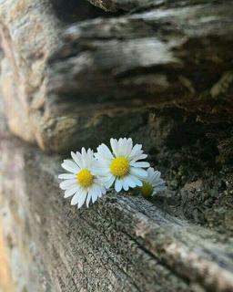 بیا بیا که نیابی چو ما دگر یاری ...