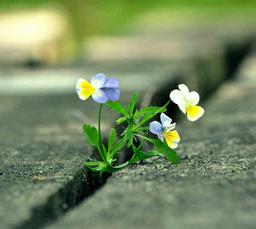 چیست این زیبایی...؟