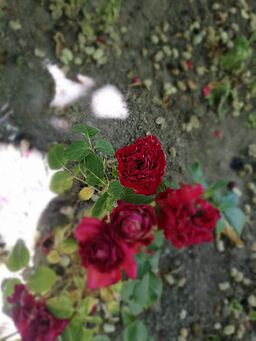 عکس های طبیعت 2