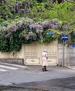 سروی بر فراز ابر