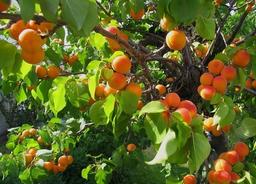 خواص زردآلو برای لاغری و در بارداری و آشنایی با این میوه