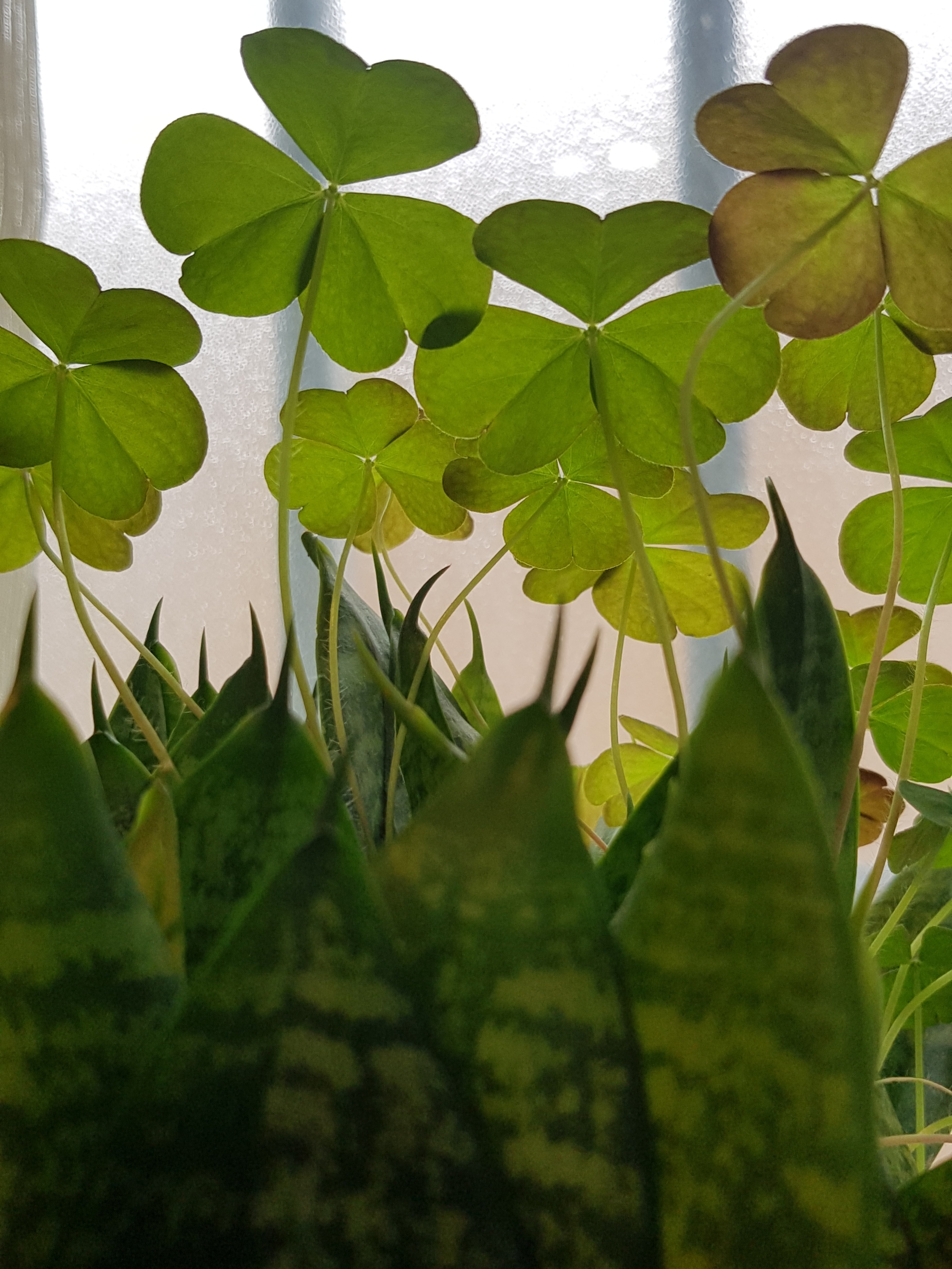 زنبق‌های مظلوم گوشه‌ی باغچه