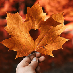 پائیز یاران عشقی