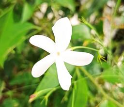 دوش دیدم که ملایک در میخانه زدند