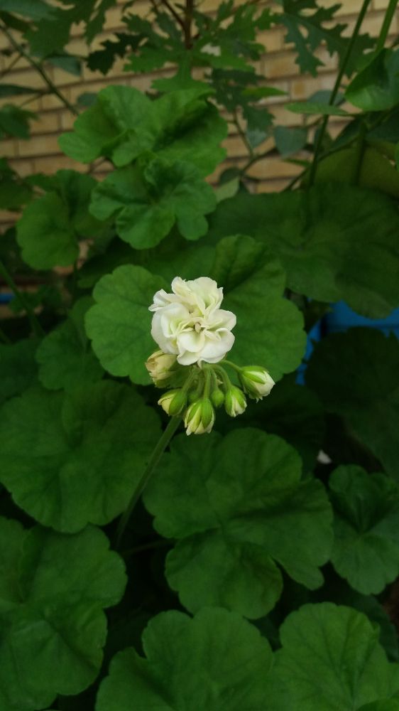 بعضی آدما مثل شمعدونی عطر حضورشون همه جا رو پر کرده...