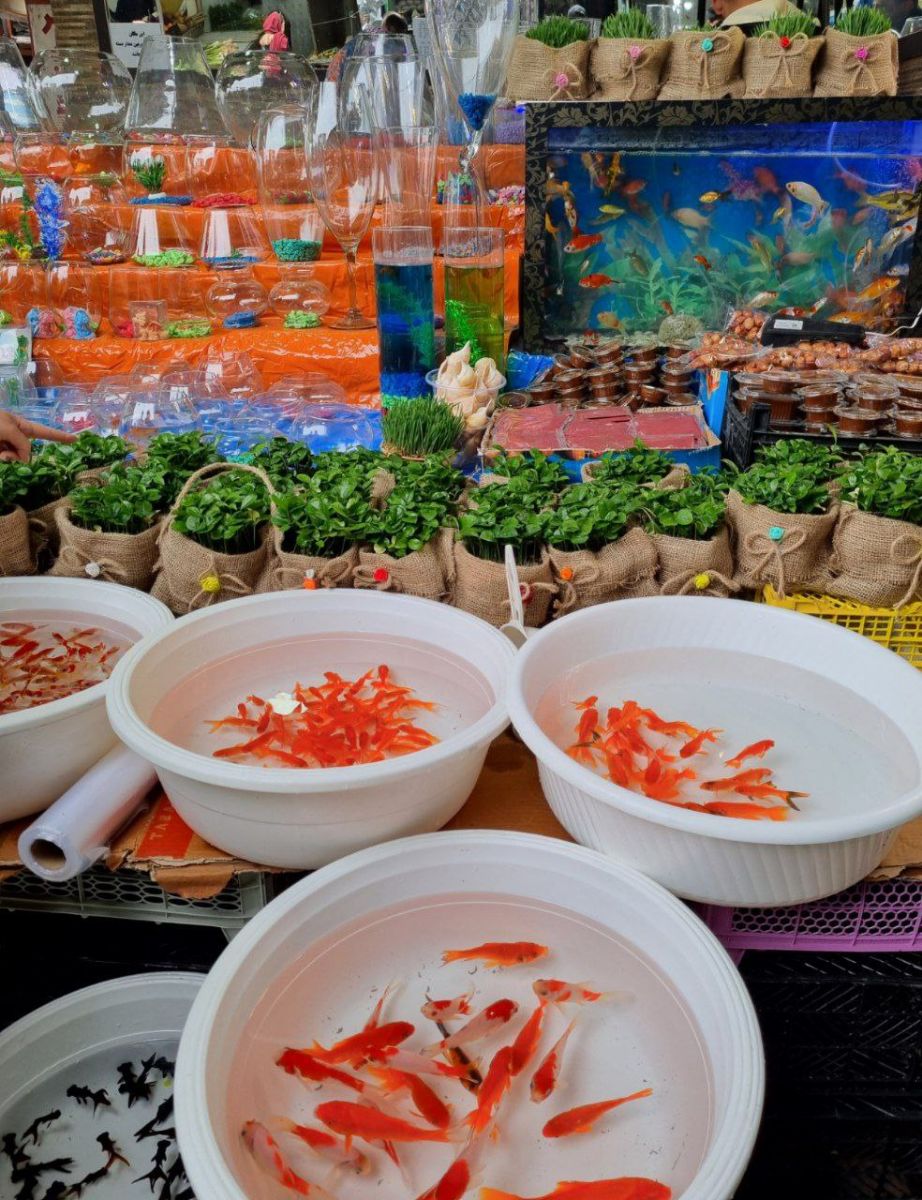 نه نمیفهمد نه میداند