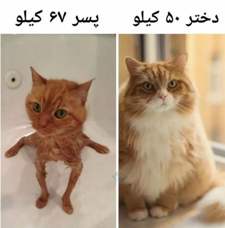 واقعیت تلخیه، چون بدن پسرا بافتش ماهیچه اس و دخترا چربی