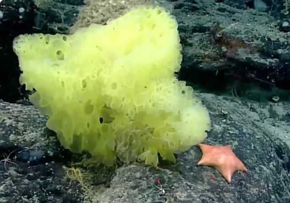 دانشمندا پاتریک و باب اسفنجی رو کف اقیانوس پیدا کردن