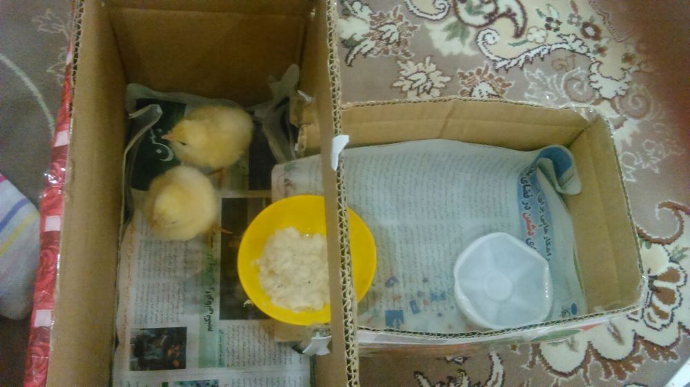 خانه ای که برای جوجه هایم ساخته بودم