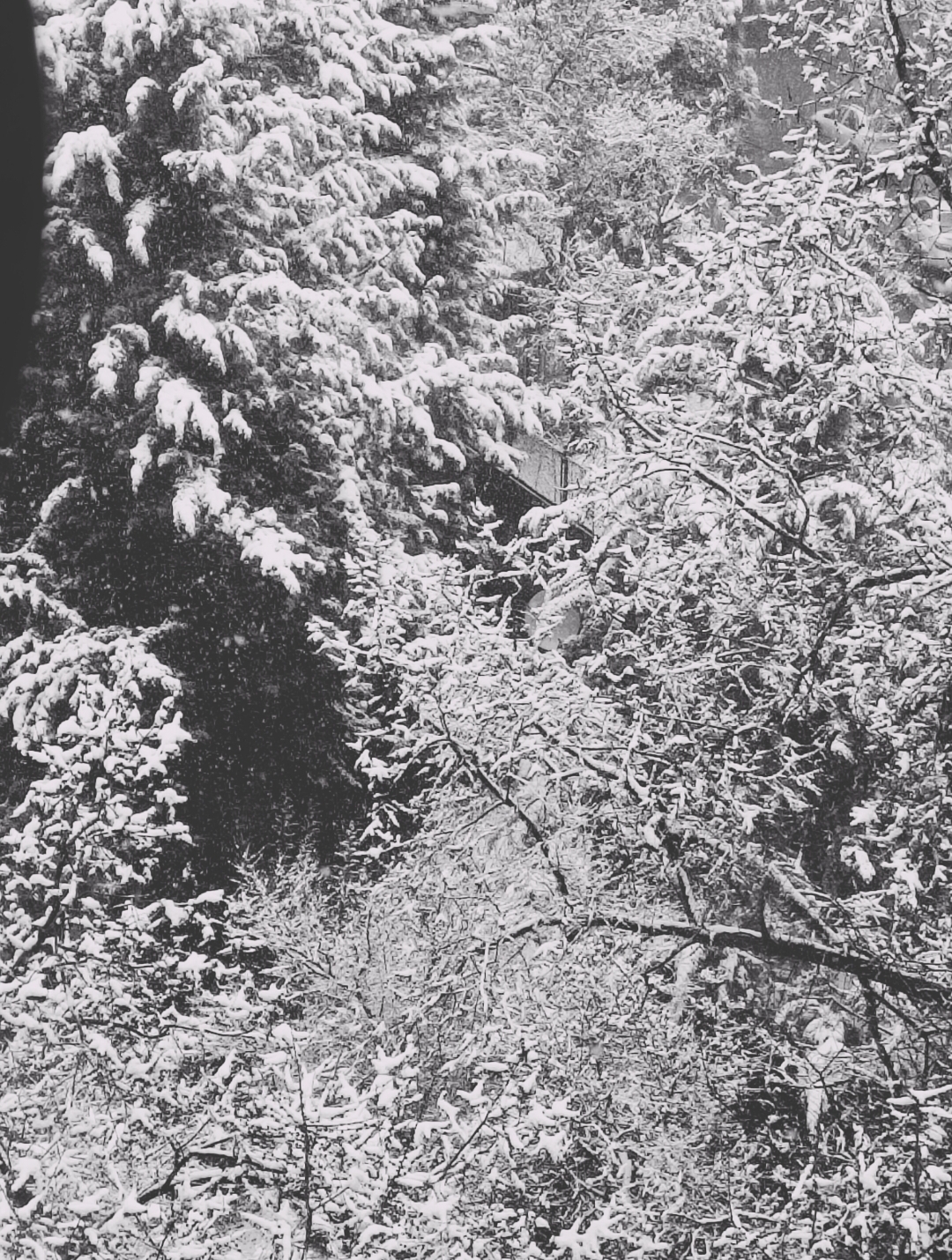 وارثان نقره‌فام اشک و صبر