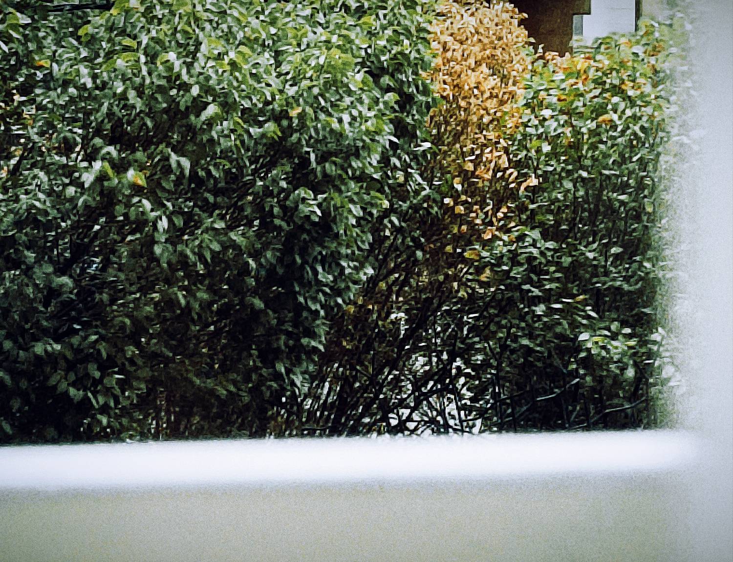 همون درختی که ایده این پست رو بهم داد.. از فاصله دور ازش عکس گرفتم، کیفیتش یه مقدار کمه.. :]