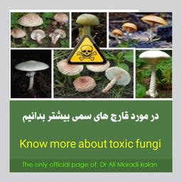 درمورد قارچ های سمی بیشتر بدانیم