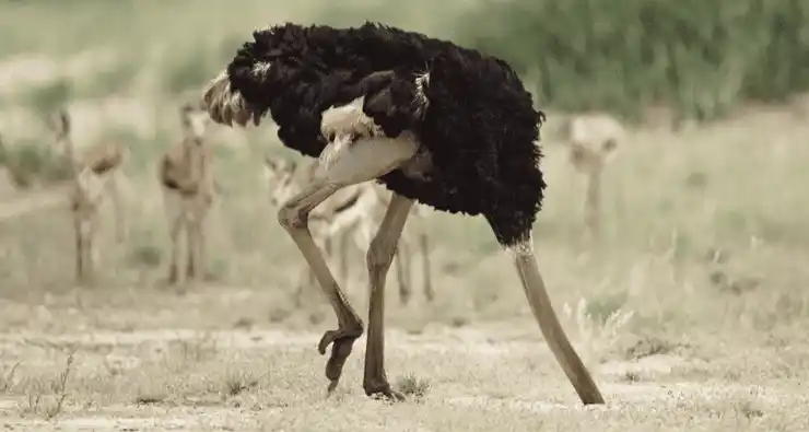 شتر مرغ در هنگام خطر و ترس سرش را در خاک پنهان می کند.