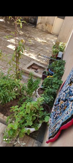 حیاط خانه ما