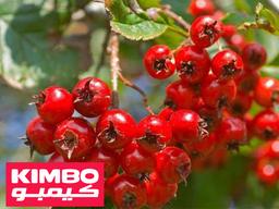 خاصیت های فراوان گیاه زالزالک یا کویج برای بدن انسان