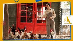 زمان تخمگذاری در مرغ تخمگذار