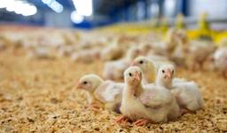 انتخاب بهترین خوراک مرغ گوشتی