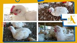 نگاه اجمالی به برونشیت پرندگان