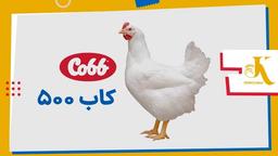 تاریخچه کاب  سویه 500 - طیور