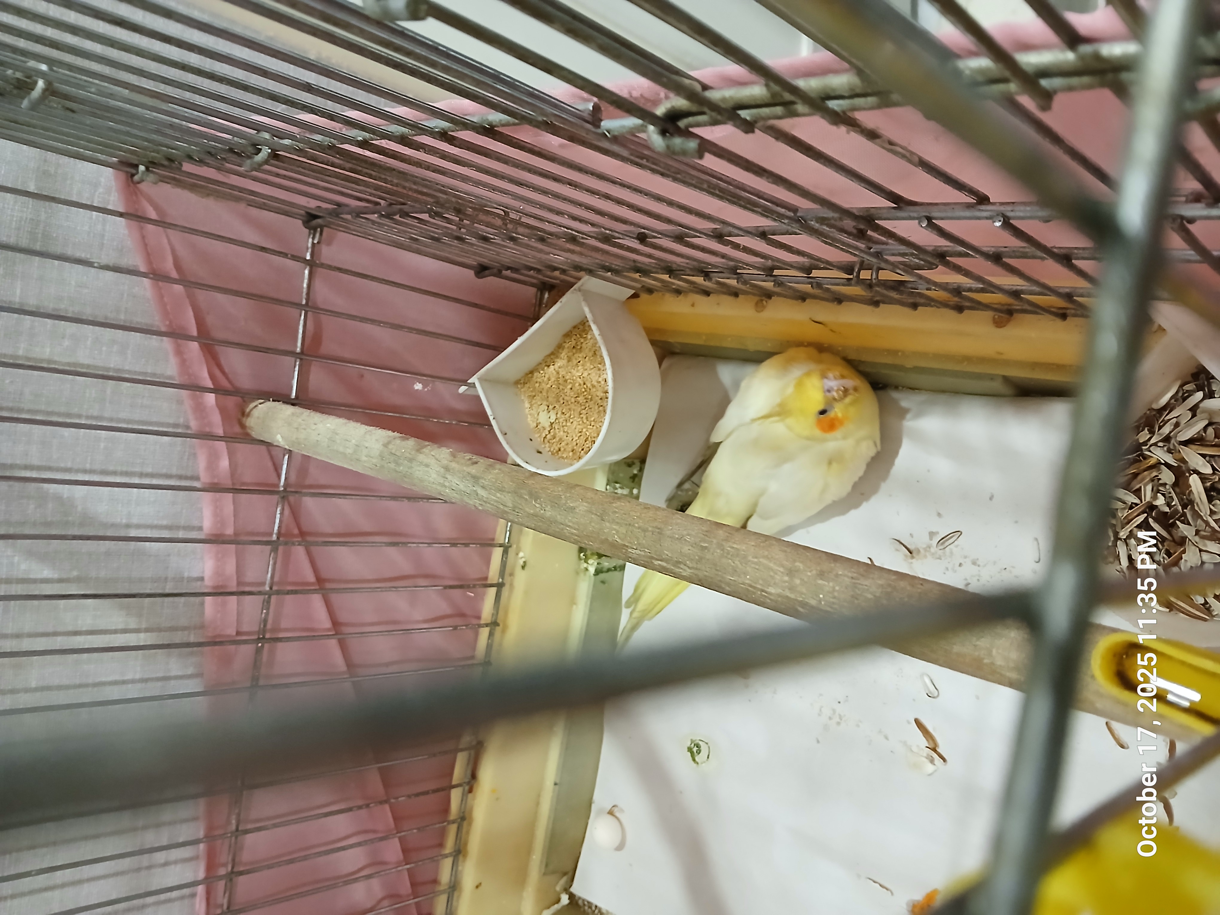 ایشونم کریسمس، ۷ ساله شدن! خانم کاکلی وقتی می‌خواد تخم بزاره میشینه کف قفسش و اخم می‌کنه :)