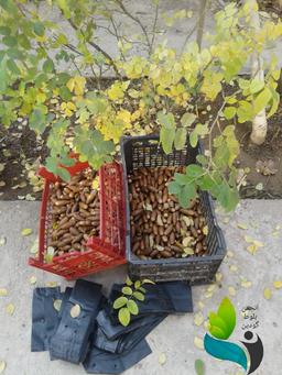 انجمن مردم نهاد بلوط گودین