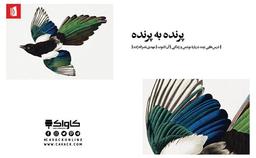 پرنده به پرنده