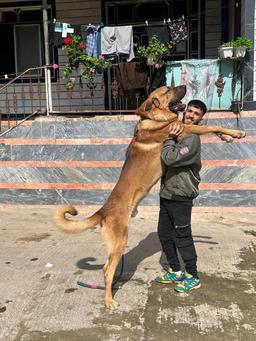 مجتبی آیرونساید