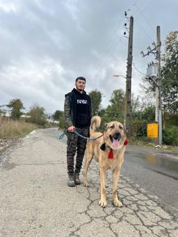 مجتبی آیرونساید