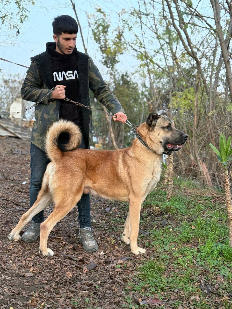 سگ سرابی یکی از نژادهای اصیل، قدرتمند و کهن ایرانی است که از منطقه‌ای سراب در استان آذربایجان شرقی ایران سرچشمه گرفته است.محافظت از گلدر برابر حیوانات وحشی (مانند گرگ و خرس) و دزدان مورد استفاده قرار می‌گیرند.