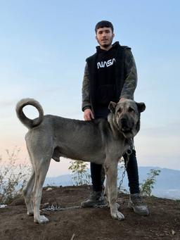 مجتبی آیرونساید