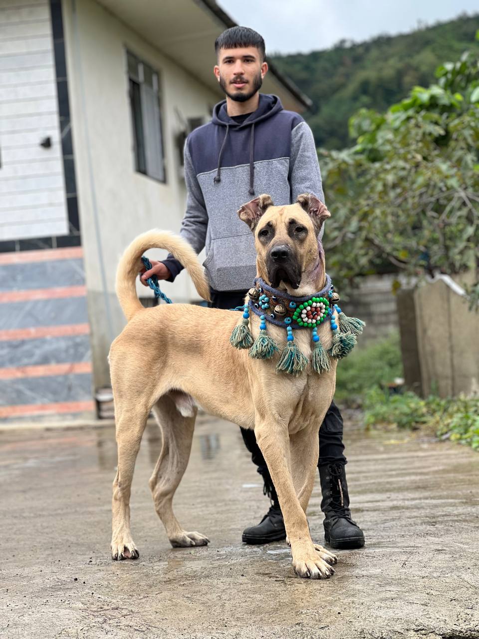 «مجتبی آیرونساید؛ جنگجویی که از دل جنگل‌های سرسبز گیلان برخاسته، رد پایش در برگ‌ها و بادها حک شده و هر که او را ببیند، جادوی قدرت و اراده‌اش را احساس می‌کند. او نه فقط یک نام است، بلکه افسانه‌ای است که در دل و ذهن همه زنده می‌شود؛ وقتی آیرونساید پا می‌گذارد، دنیا می‌ایستد و هر نگاه غرق عظمت و اسرار وایکینگ‌های شمال می‌شود.»