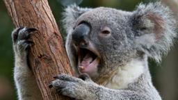 بولت ژورنال به روش کوالایی