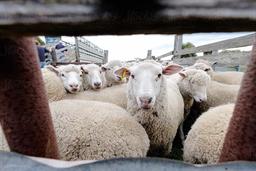 اصول حمل و نقل دام زنده