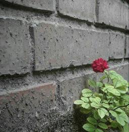 محمد اسکندری