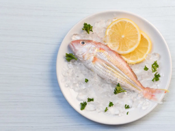 درباره تفاوت های ماهی تازه و منجمد چه میدانید؟