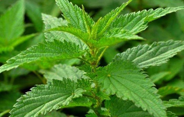 خرید عرق گزنه خانگی از فروشگاه اینترنتی سبزبهار ارومیه